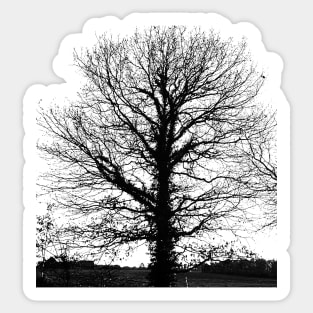 Black tree empty  in winter Sticker